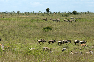 Wildebeests, zebras and other wildlife are walking /feeding on the great plains of masai mara in kenya. Wildlife and moment concept.