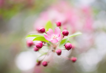 Obraz premium Pink Apple Blossom Spring Flowers
