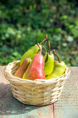 Wicker basket of ripe pears