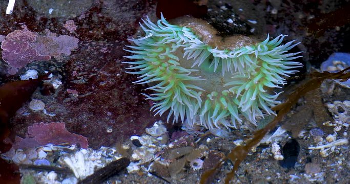 Sea anemone in a tide pool on the Oregon coast.