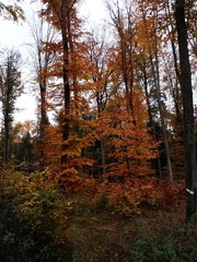 Fototapeta premium forest in autumn
