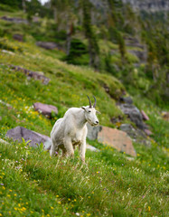 Mountain Goat Looks Out Over Hill Side