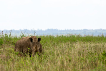 Rhino hiding in the bushes in nairobi national park in kenya. Safari and wildlerness concept.