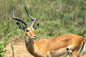 Naklejka na ściany i meble Portrait of a beautiful african impala from nairobi national park. Wildlife and safari concept.