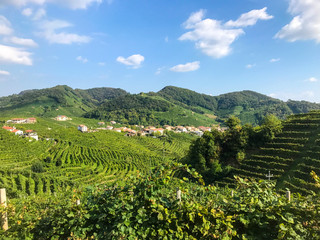 Fototapeta na wymiar Prosecco Vinyard with Hills and Houses in Valdobbiadene, Veneto, Italy