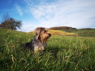 Little long hair dog on grass