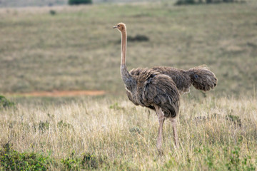 African ostrich portrait. Wildlife and safari concept. From nairobi/Kenya/Africa.