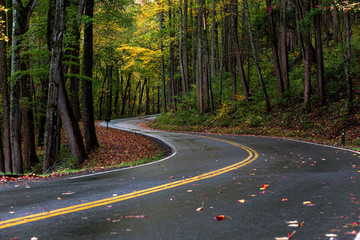 road in forest