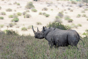 Obraz premium Big rare endangered black aggresive male rhino with big tusks and birds on his back. From nairobi/kenya/Africa. Safari, wildlife, protect and poaching concept.