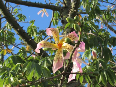 Flor de palo borracho