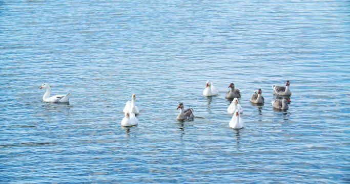 Domestic geese swim in a group along the river