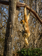 Hanging Gibbon...