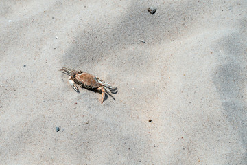 Close up of a crab on the beach. Bokeh.