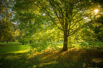 Fototapeta na wymiar Fall in the park, yellow leaves falling off the tree