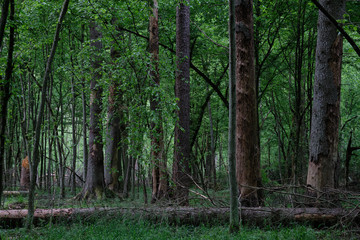 Deciduous stand with hornbeams and old spruce trees