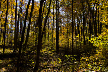 Woods in fall