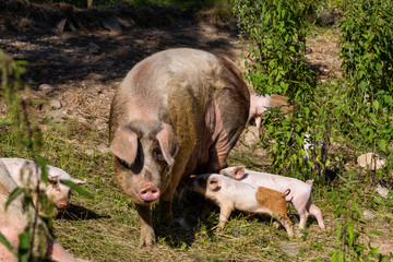 Little piglets and pig in the outdoor pen