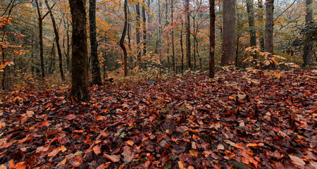 autumn in the forest