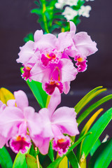 Picture of Close up colorful orchid flower with blurred background