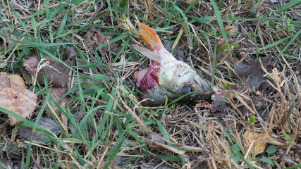 Single head of a raw fish cut off and left on grass background. 