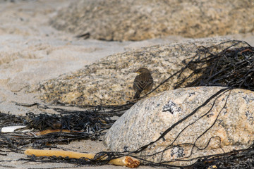 Rock pipit on Cornish coastline looking for food on the sandy beach in November