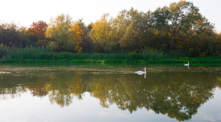 Two white swans swimming in the river surrounded by beautiful nature in the fall.