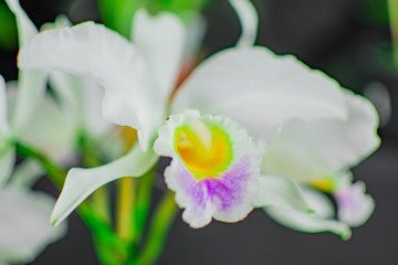 close up photo of a beautiful open colored flower orchid with blurred background
