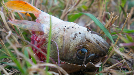 Single head of a raw fish cut off and left on grass background. 