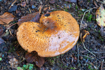Rufous milkcap mushroom in moss