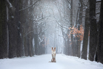 dog stands by a tree in the park. pet for a walk in the park in winter.