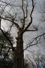 冬の大きな木