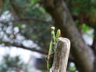 Praying mantis with tree