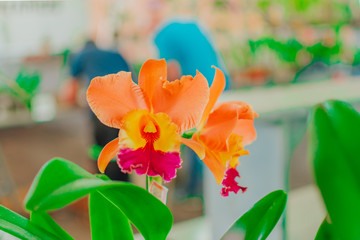 Picture of Close up colorful orchid flower with blurred background