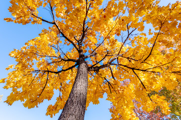 Yellow colored leaves on a tree close up