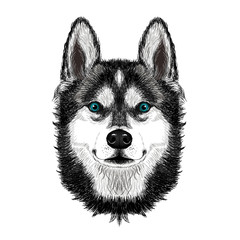 Siberian husky dog on white background. Wall stickers © lana