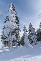 verschneite Bäume im Böhmerwald