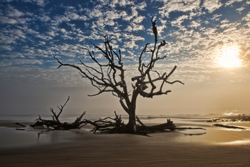 Fototapeta na wymiar Dead Tree on Beach on Foggy Day