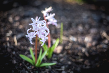 Fr&uuml;hlingsblumen