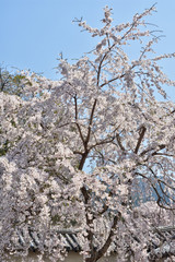 醍醐寺の桜