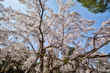 醍醐寺の桜