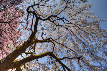 醍醐寺の桜