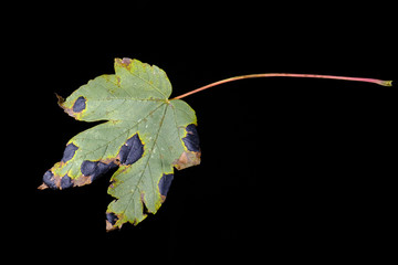 Natural and colorful autumn leaves on black background - sycamore, maple