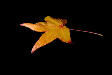 Natural and colorful autumn leaves on black background - maple