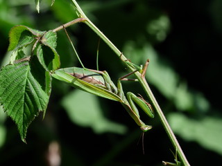 Green mantis