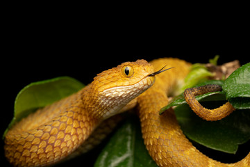 Colorful Variable Bush Viper with Forked Tongue