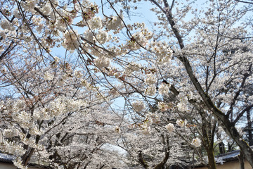 醍醐寺の桜