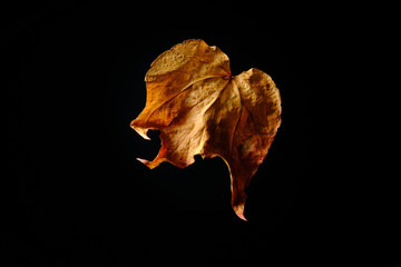 Fototapeta premium Natural and colorful autumn leaves on black background - sycamore, maple