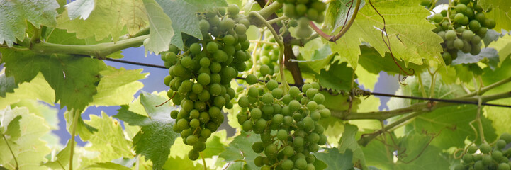 Wine grapes