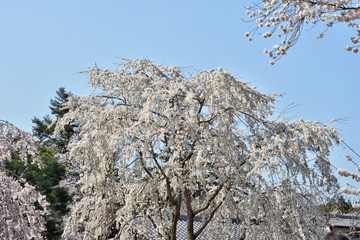 醍醐寺の桜