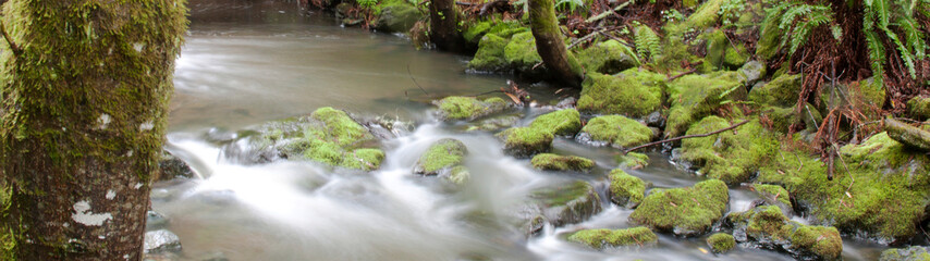 Muir Woods